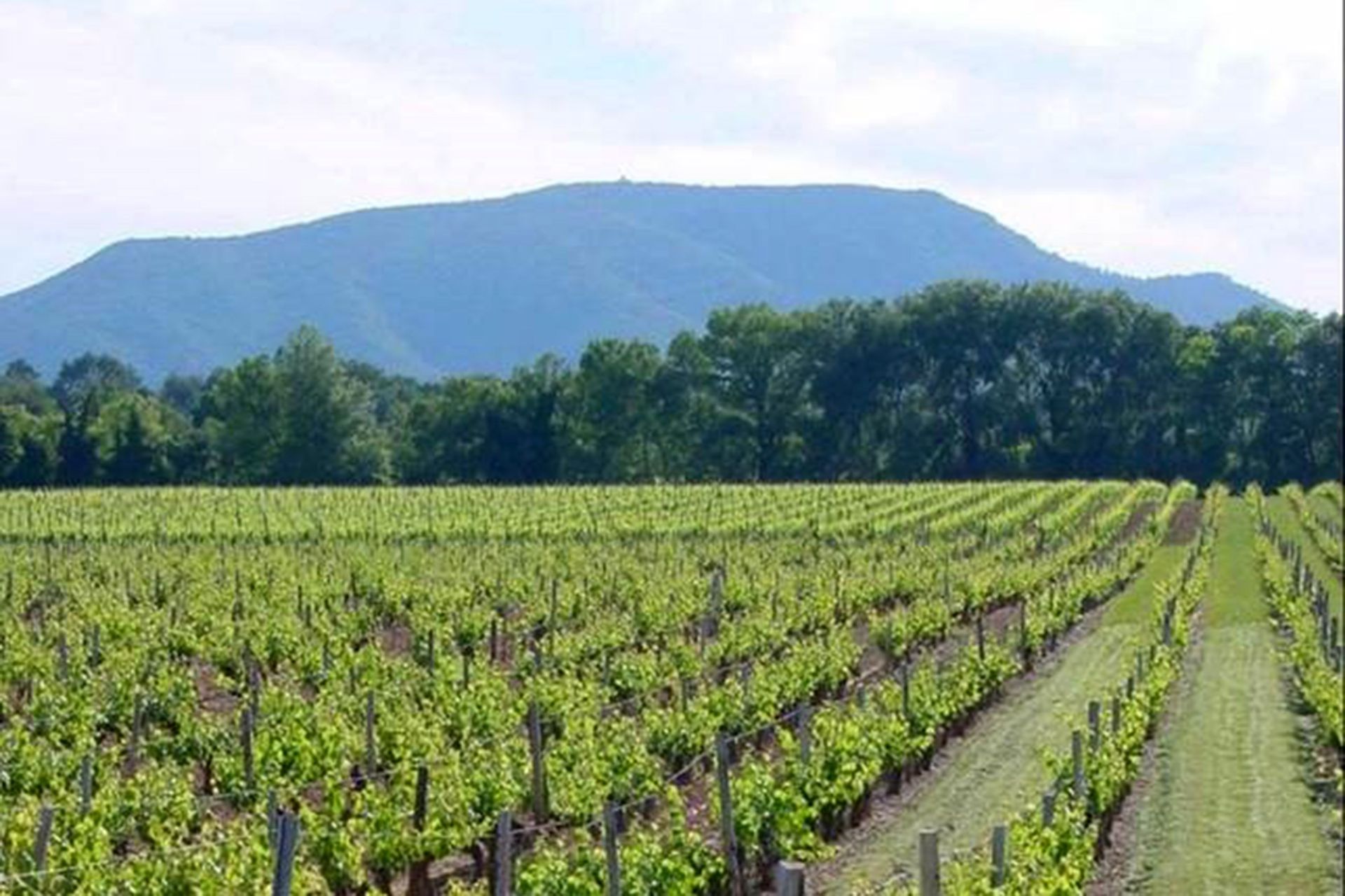 Domaine du Tholonet 13